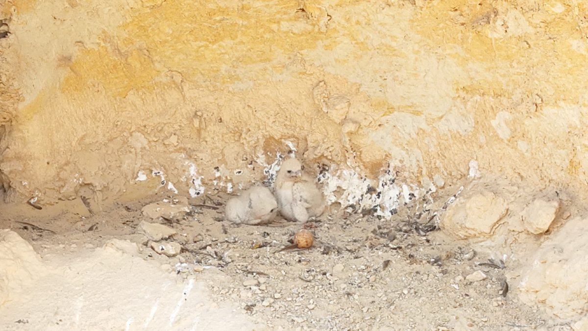 הבז בקינון. צילם - אילון גור, רשות הטבע והגנים