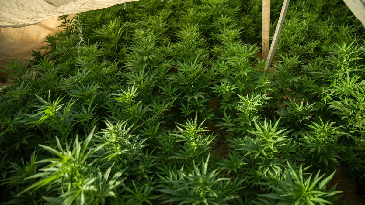 סמים דוברות משטרה 