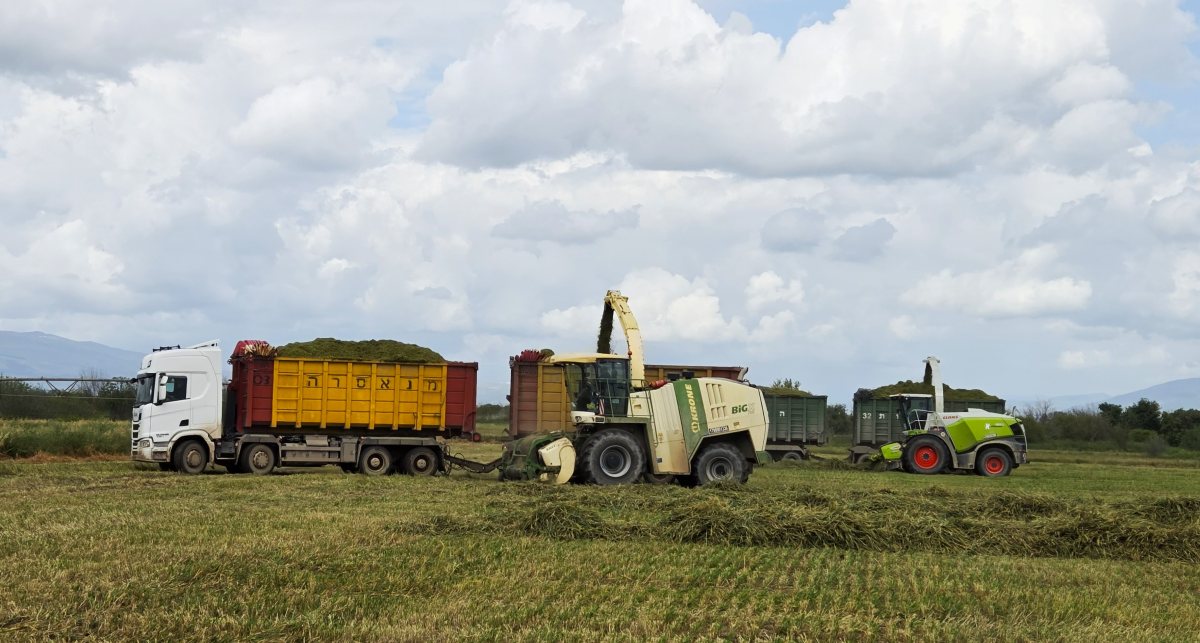 קציר חיטה לתחמיץ בשדות עמק החולה -  צילום פייסל הייב, ג''ג, החברה לפיתוח הגליל