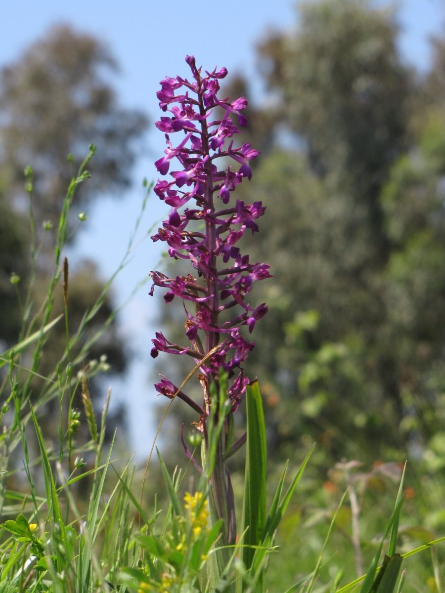 צילום - יעל אורגד