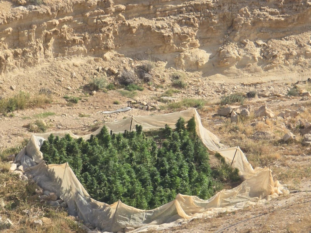 דוברות משטרה 
