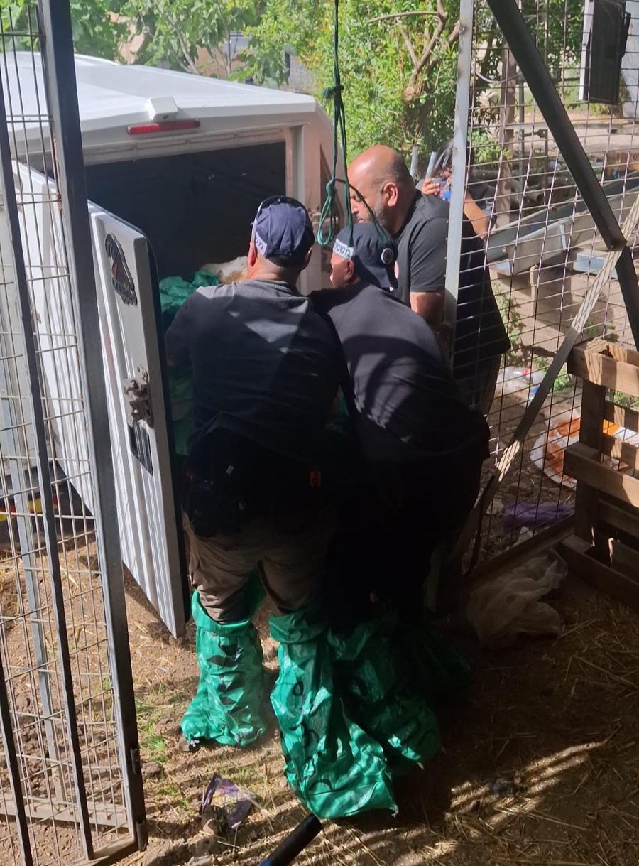 דוברות משטרה