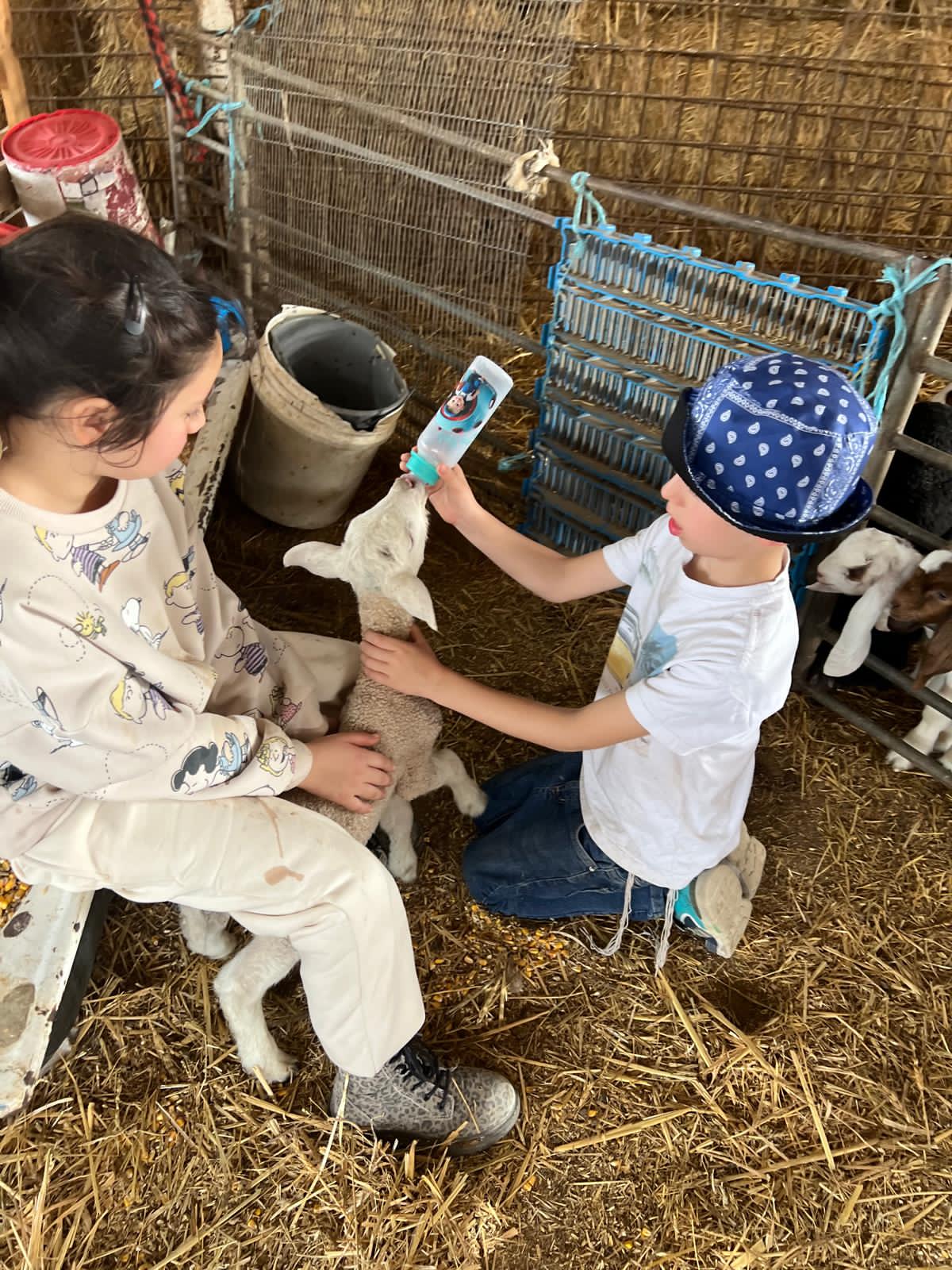 חוות הדקלים צילום חוות הדקלים