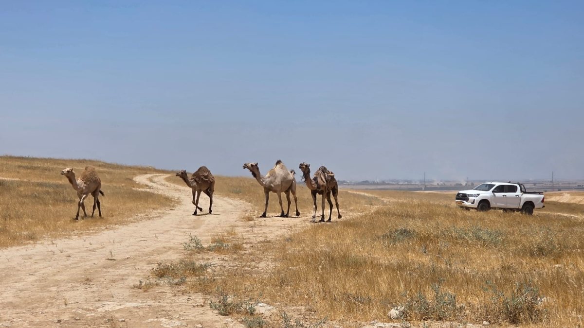 דוברות משטרה