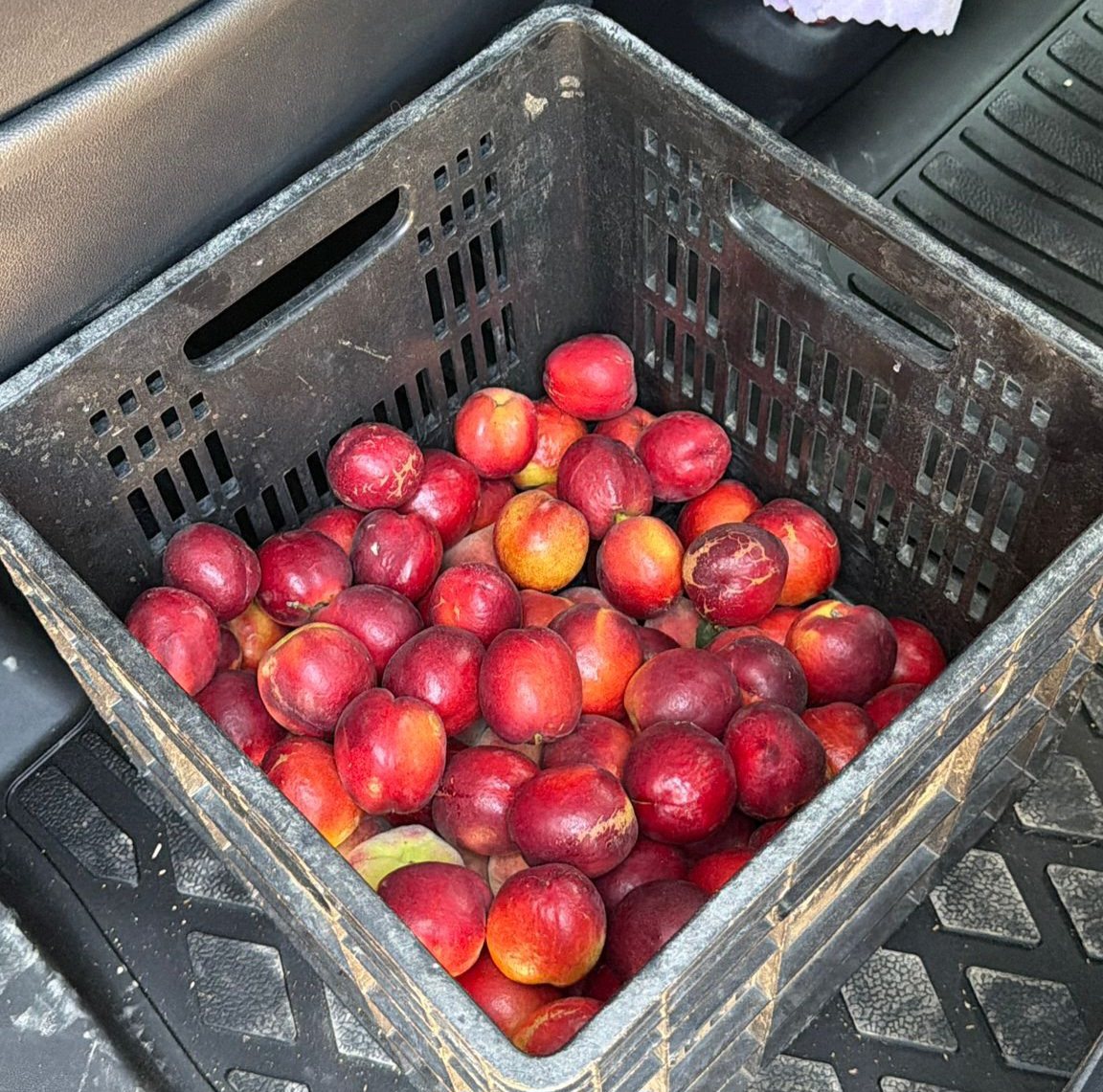 דוברות משטרה