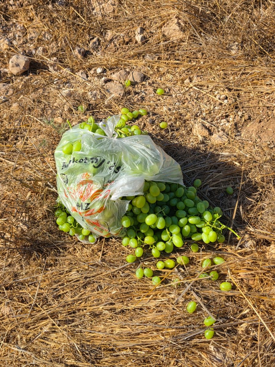 דוברות משטרה 