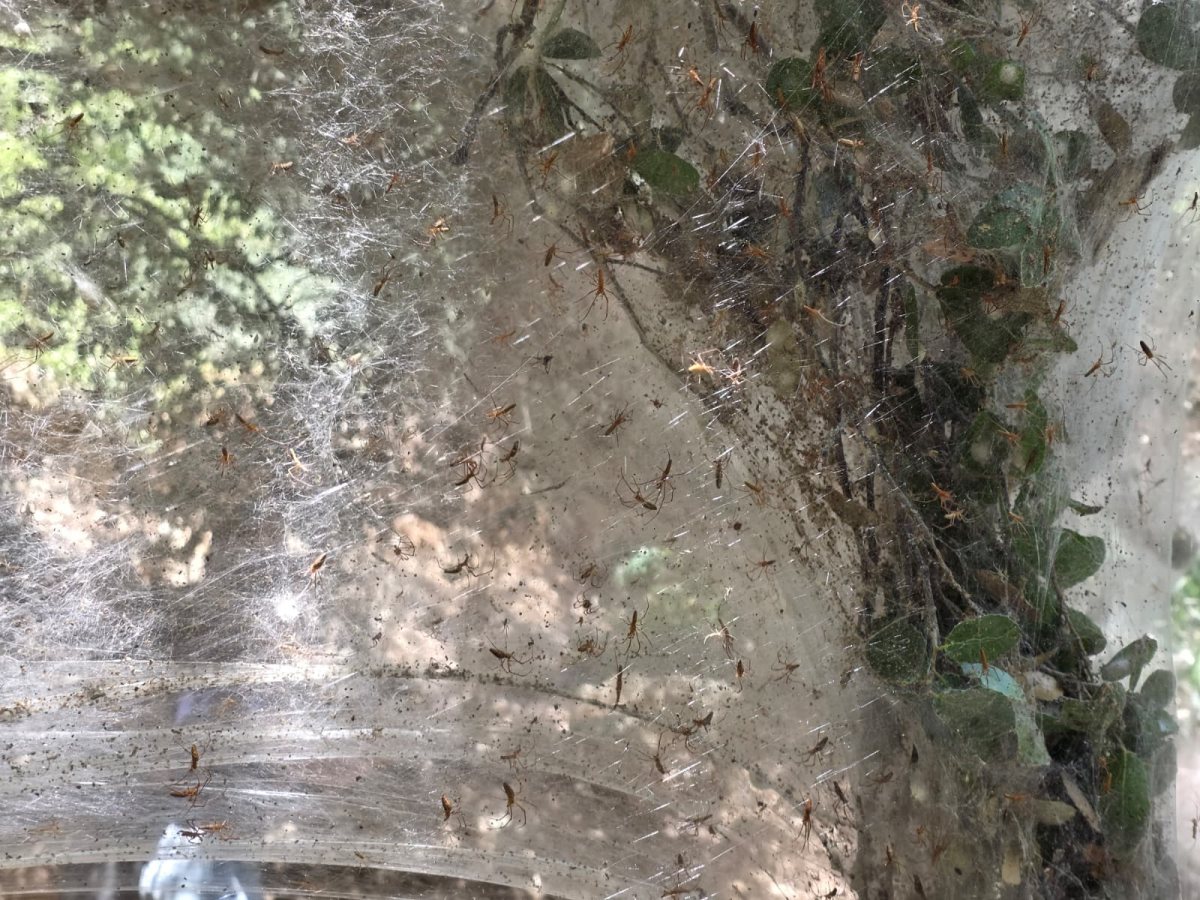 שמיכת קורי ענק עוטפת את הצמחייה בנחל שורק צילום - יחיעם דהן, מתנדב רשות הטבע והגנים (6)