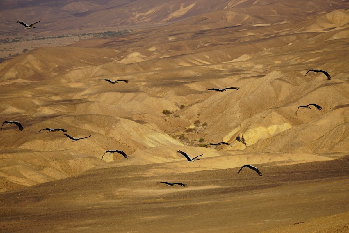 קרדיט צילום: דליה מטמון, הערבה התיכונה