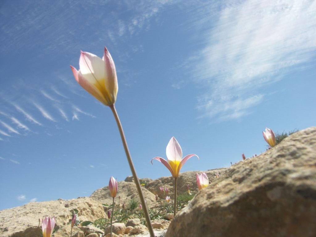 אחרי הגשמים אזור בורות לוץ מתמלא בפריחה (צילום: רוני בילר)