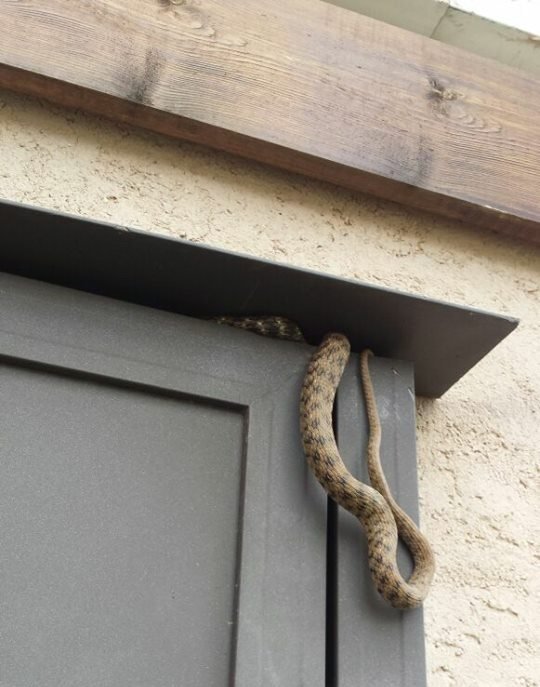 נחש בבאר גנים