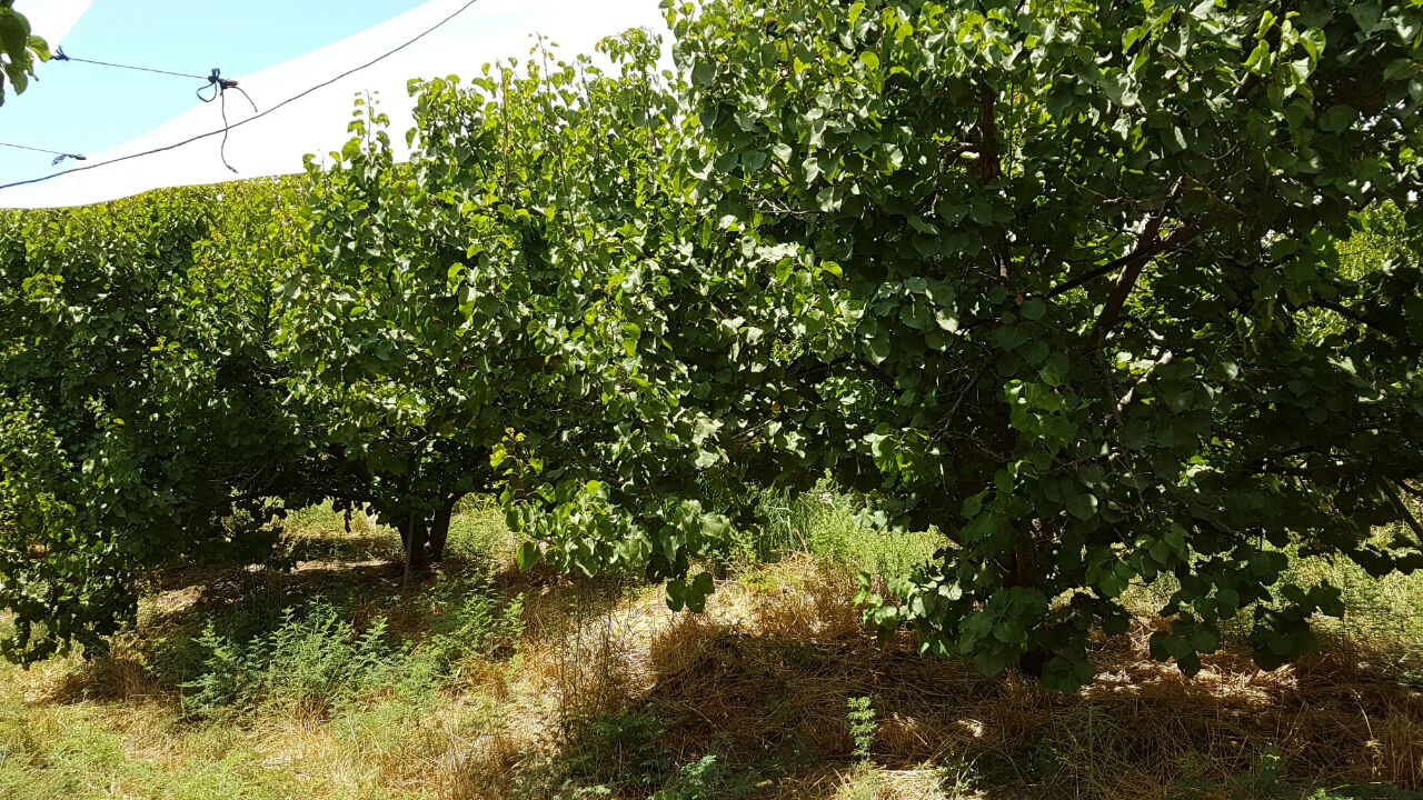 העצים נותרו ריקים