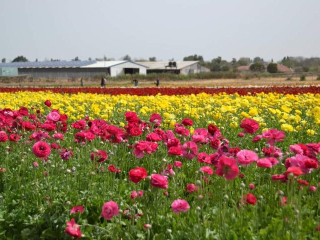 קטיף נוריות באר טוביה -אלדה נתנאל