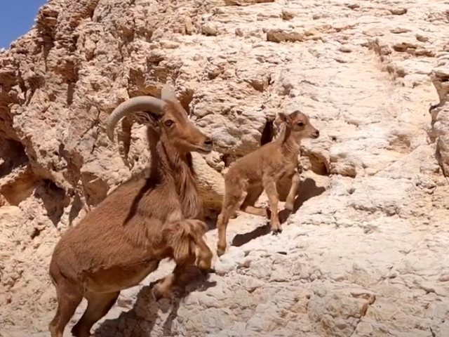 חוות האנטילופות, הערבה התיכונה