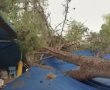 עץ ענק נפל בחצר קיבוץ בית קמה - כשהילדים שהו בגן