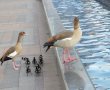 לאן עפים הברווזים? הברווזים ממרום נווה עברו לפארק הלאומי