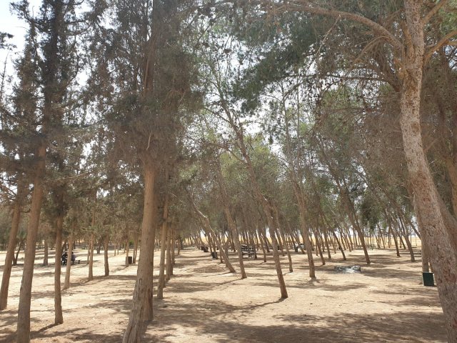 קק"ל