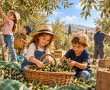 חג המסיק הראשון בבאר טוביה: מתחילים מסורת שבוע של למידה וחוויה בגני הילדים ובבתי הספר, ואירועי מסיק קהילתיים בין עצי הזית לכל המשפחה 