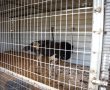 עשרות חיות בר וביצי יען נדירות נתפסו בחוות הדגרה לא חוקית