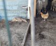 צפו: המשטרה חילצה צבי שנחטף לפזורה ונכלא בתנאים מחפירים