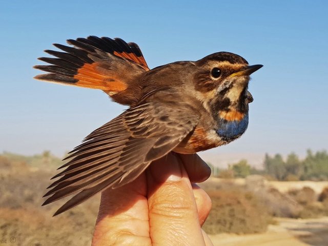 תיירות אשדוד