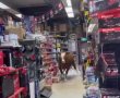בהלה במושב אמונים : פרה נכנסה לחנות וגרמה לנזק (וידאו)