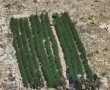 מכת סמים בדרום: 21 אלף שתילי מריחואנה, עשרות קילוגרמים של סמים ו-45 מתחמים אותרו