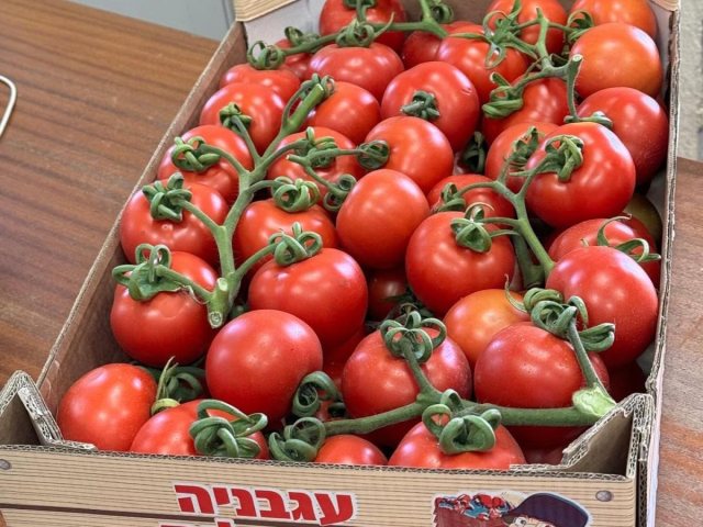 המשק של רותם אוביץ