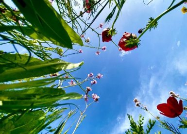 פריחה אביבית מזווית שונה בגן הלאומי הבשור פארק אשכול - גל ביסמוט רשות הטבע והגנים
