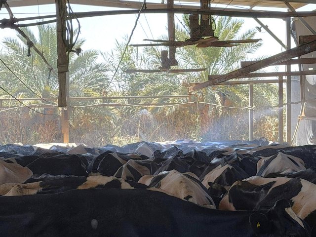 מערכת צינון ברפת עידן בערבה התיכונה - צילום ענת אביגד