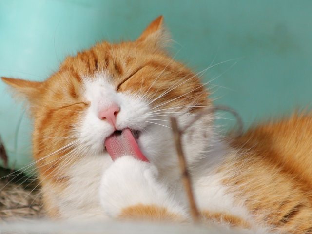Pixabay