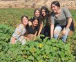 מסכים בצד, ידיים באדמה: הנוער שפוקד את השדות בחופש הגדול ויוצא להתנדב עם "חיבורים בחקלאות"