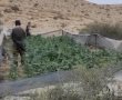 נתפסו 170 ק"ג של מריחואנה בשטח אש בדרום