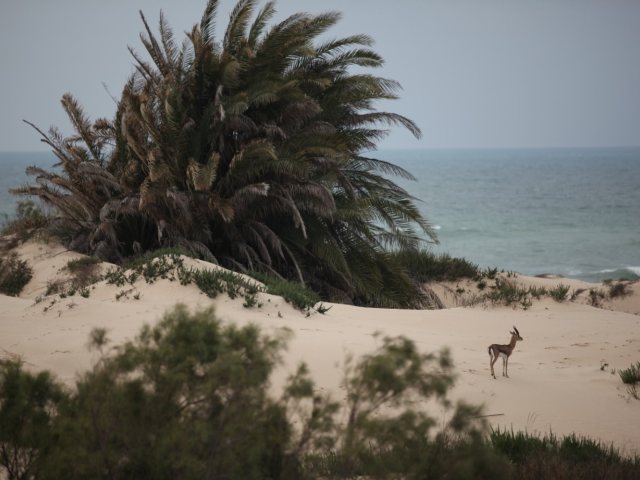 חולות ניצנים צילום אורי פרו