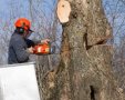 כריתת עצים