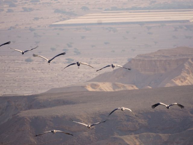 עגורים מעל יישוב ספיר בערבה התיכונה. צילום עדי מטמון , הערבה התיכונה