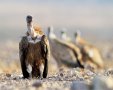 נשר - צילום ערן היימס רשות הטבע והגנים