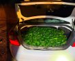 המאבק בגניבות החקלאיות: 162 ק״ג אבוקדו החשודים כגנובים נתפסו ברכב סמוך ליסודות