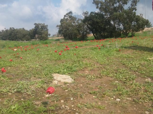 שמורת פורה צילום יהב גולדבסקי
