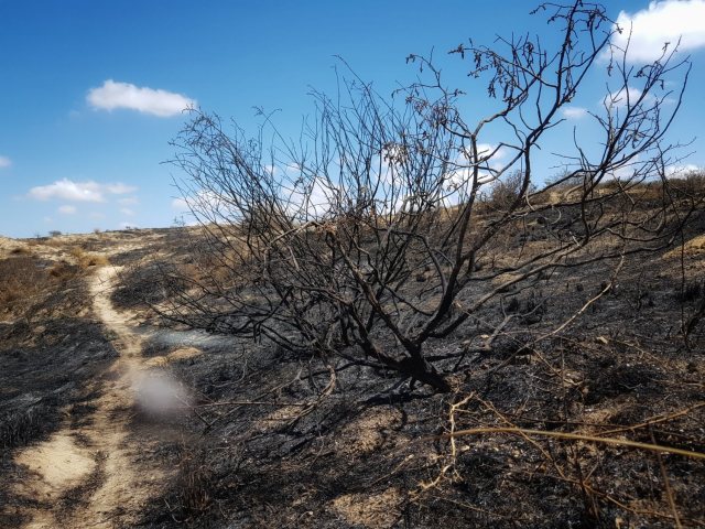 צילום : אלדה נתנאל