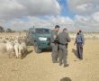 פלישה לשטחי מושב בטחה: קנסות חסרי תקדים בסך 150,000 ש"ח לשני בעלי עדרים שפגעו בקרקע החקלאית