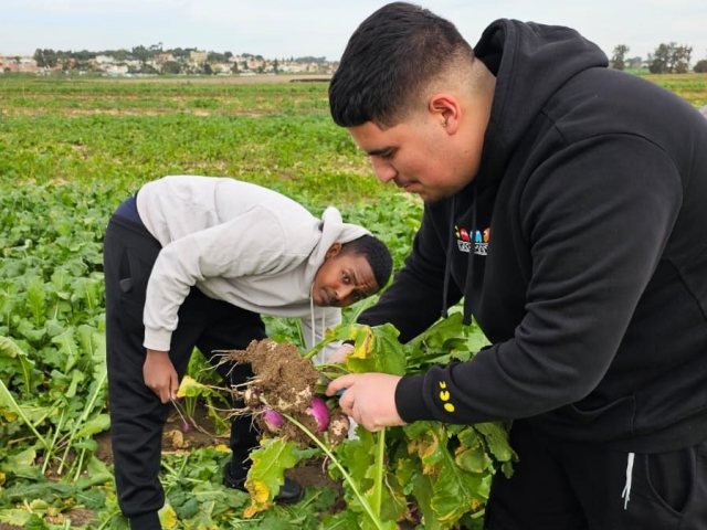 אורט צור ברק בקטיף