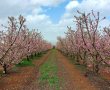 אביב במטעי הפרי - החלה פריחת העצים הנשירים