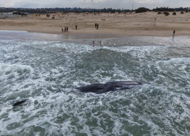 צילום אמנון זיו