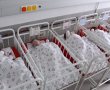 "קיין עין-הרע": ירושלים מובילה את מפת הילודה בישראל - ולא בגלל הערבים