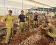 המילואימניקים של גדוד 969 בחטיבה הצפונית מתנדבים יחד עם חקלאי העוטף ומשקמים את השדות 