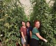 תלמידות אמית קמה מתגייסות לעזרת חקלאי קדש ברנע
