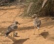 חיים חדשים במדבר: אפרוחים של כרוון מצוי בקעו במדבריום