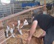 אותרו  6 עגלים החשודים כגנובים מהיישובים עלמה וכרם בן זמרה