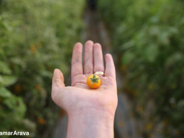 קטיף לי