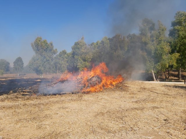 צילום: איציק לוגסי יערן קק"ל 